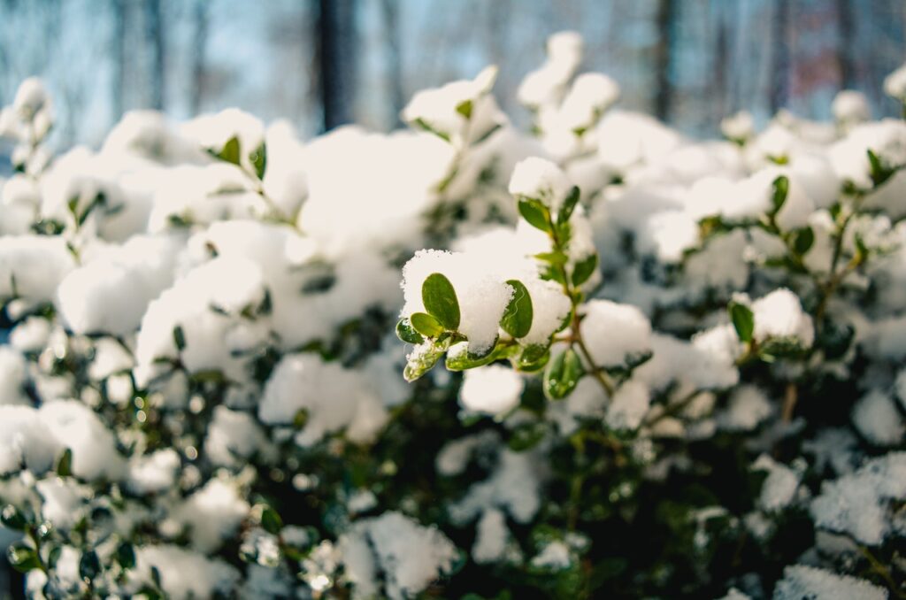 Garten im Winter