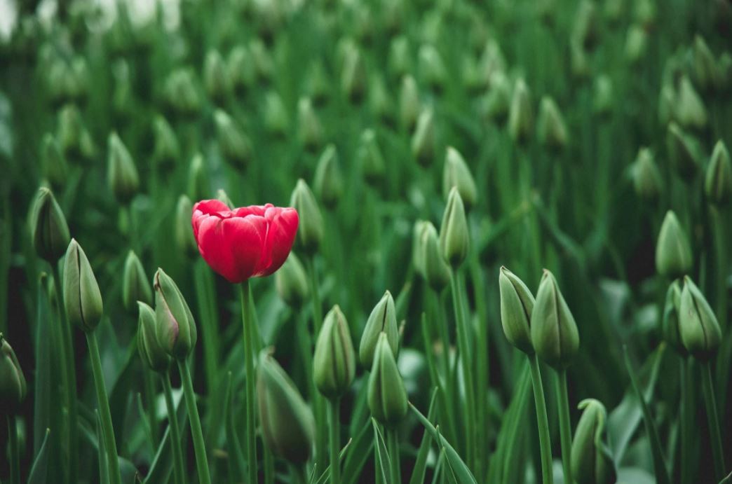 Blumenkübel machen auch Innen etwas her