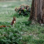 Eichhoernchen steht auf gruener Wiese neben einem Baumstamm im Garten und sucht nach Futter