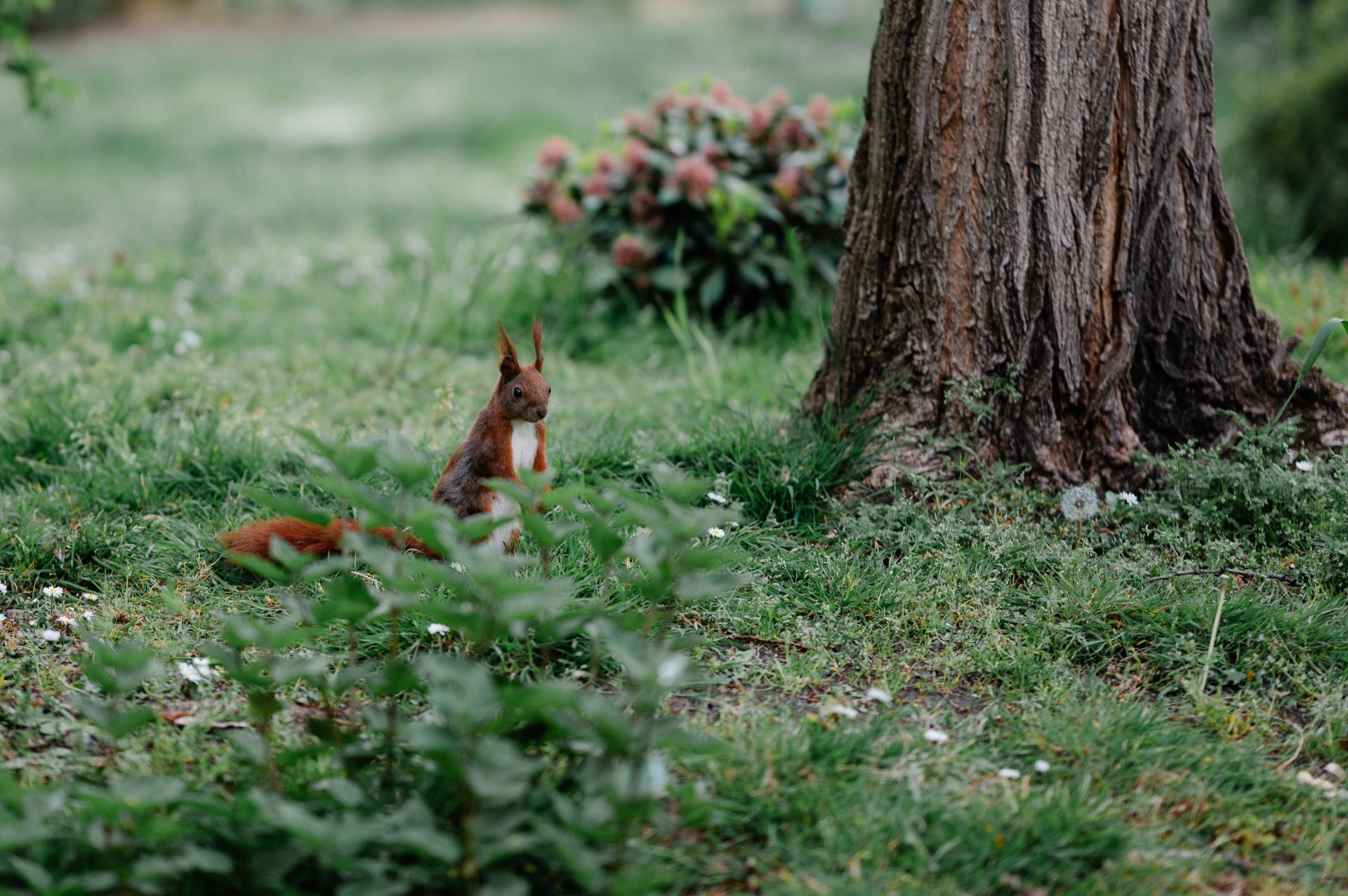 Eichhoernchen steht auf gruener Wiese neben einem Baumstamm im Garten und sucht nach Futter