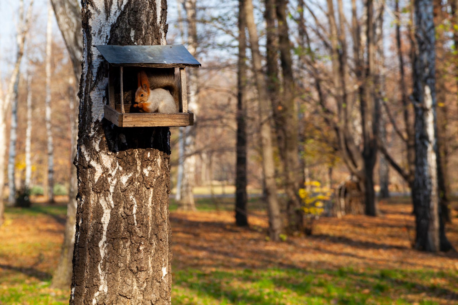 Eichhoernchen sitzt im Futterhaus an einem Baum im herbstlichen Garten und frisst Nuesse